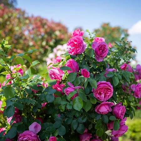 בית נופש Deine Genuss-auszeit